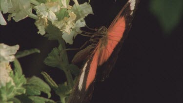 pan between crab spider waiting in and lacewing butterfly