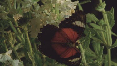 butterfly right next to white crab spider. The crab spider gets ready to pounce on the butterfly and moves closer to its prey.