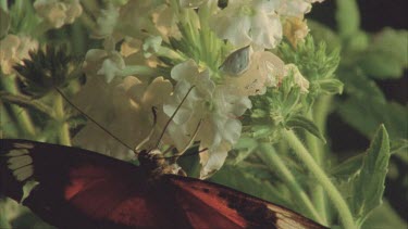 butterfly feeding next to crab spider