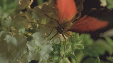 butterfly feeding next to crab spider