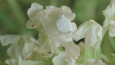 crab spider in position