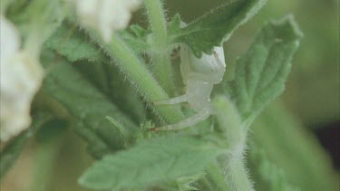 pull focus from crab spider to lacewing butterfly