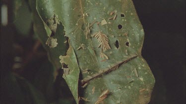 dolomedes spider on leaf covered with plant litter