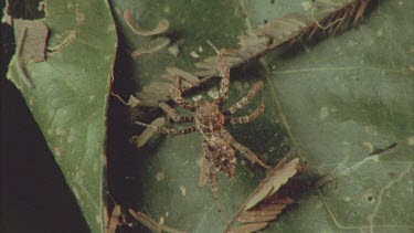 Portia strumming with forelegs on web.