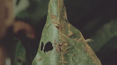 Two shot Portia and Dolomedes on leaf together. Portia edges towards Dolomedes but Dolomedes jumps out of frame.