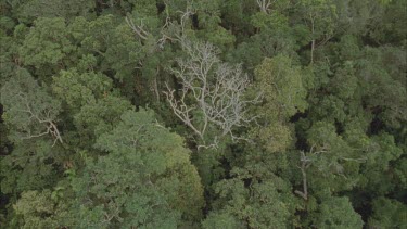 track over tops of rainforest trees, focus on a dead tree poking up above the forest ceiling.