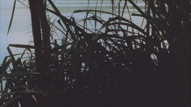 view of Lake Eacham through pandanas plants