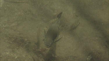 archer fish swimming towards camera and looking up at water surface as if for prey.