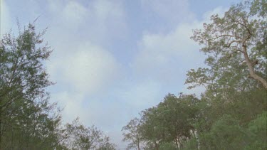 tops of trees frame blue sky with clouds, a bird flies through the centre