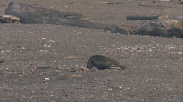 Caracara digging for turtle eggs on beach