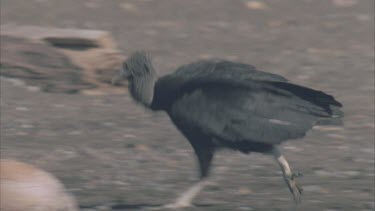 vulture running along ground