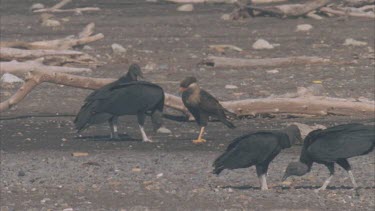 caracara fights with vulture over baby turtle. The caracara kicks the vulture in the head.