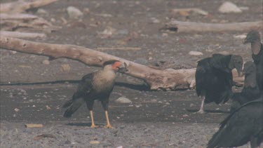 Caracara with turtle in mouth flies away