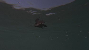 underwater shot of turtle hatchling swimming with sun shining through. Looks as if turtle is swimming in the sky.