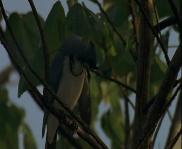 Bird preening, perched with foliage behind