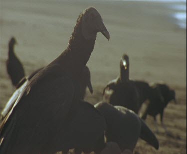 pan around vulture on beach looking for turtle hatchlings