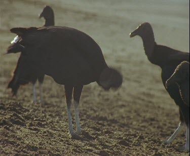 pan around vulture on beach doing funny neck movements