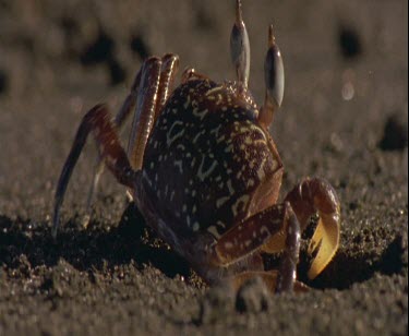 Colourful red crab emerging from hole in sand