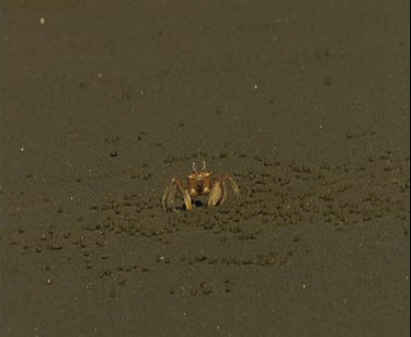 Colourful red crab doing funny dance along the sand. It picks up bits of sand and eats them spitting out pellets of mud.