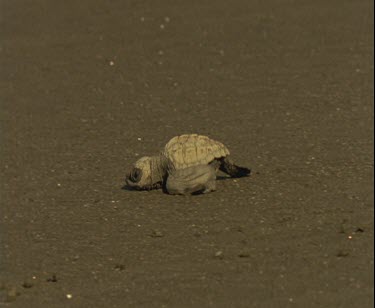 turtle hatchling making its way towards the sea