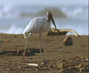 Wood stalk walking across beach, resting on one leg. Waves crashing in background in soft focus.