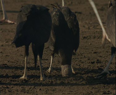 Wood stalk approaches vultures feeding on hatchlings. The vultures back off and the wood stalk feeds on the hatchling.