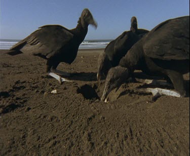 Vultures feeding on turtle eggs in hole in sand