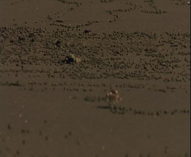 crab chases after turtle hatchling