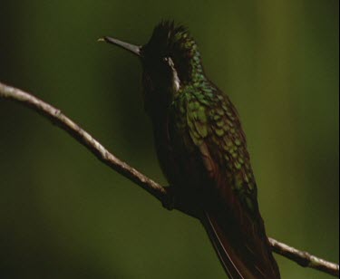 green bird with long beak on branch, flies away