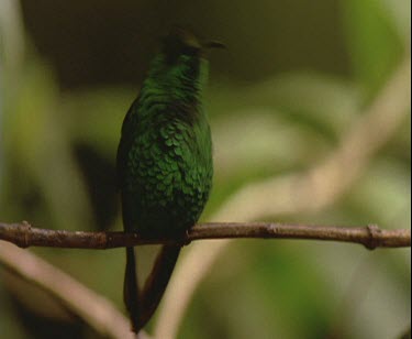 green bird with long beak on branch, flies away