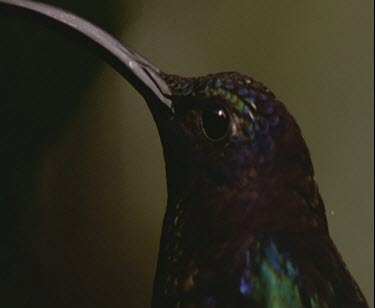 beak of hummingbird