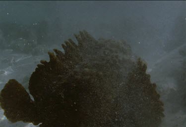 stonefish swimming