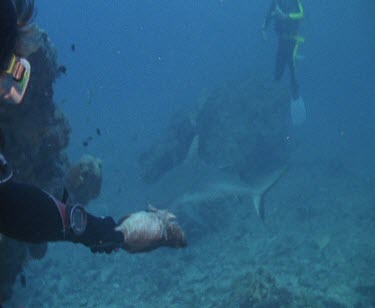 Diver hand feeding bait to Sharks. Sharks takes bait and swim away. Diver touches Sharks