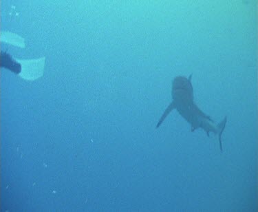 Sharks swim under rock, remora swim after it and attaches to the Shark's back.