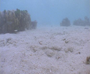 Diver swim towards camera, picks up a shell Cone Shell on the ocean floor and swim over the camera.