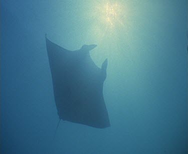underside of Manta Ray swimming in bright blue sea, sun shining through water.