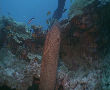 Moray Eel looking at divers, withdraw back into its lair cave