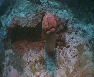 Moray Eel, half in its lair cave, looking towards camera