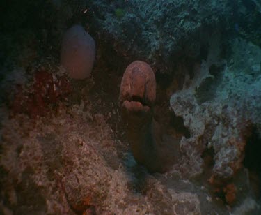 Moray Eel swimming towards camera