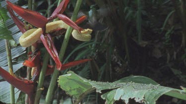 Hovering above eyelash viper on red flower in sunlight. Eyelash vipers tongue flickers. Bird flies off.