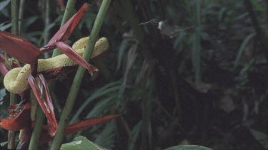 Hummingbird hovers in front of eyelash viper and red flower, then flies out shot