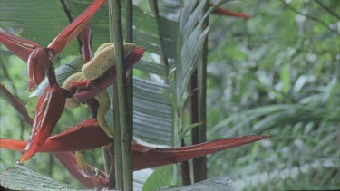 Eyelash viper entwined in foliage and red flower in sunlight. Hummingbird hovers above,