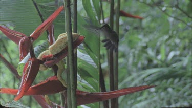 Eyelash viper on entwined in foliage Hummingbird approaches, hovering very close