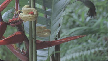 Eyelash viper Hummingbird hovering.