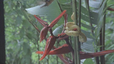 Opposite angle. Eyelash viper entwined. Hummingbird hovering.