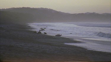 Sunrise. Turtles slowly returning to ocean. Black vultures on the beach