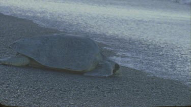 Lone Turtle on the sand approaching water, then being taken out of shot by a wave