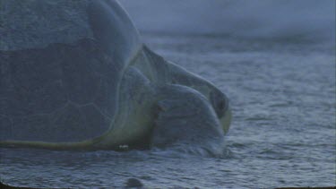 Head of lone Turtle on the sand approaching water, then being taken out of shot by a wave breaking right to left