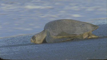 Lone Turtle walking through shallow water out of shot to the left