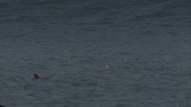 Lone turtle rides wave as wave crashes.